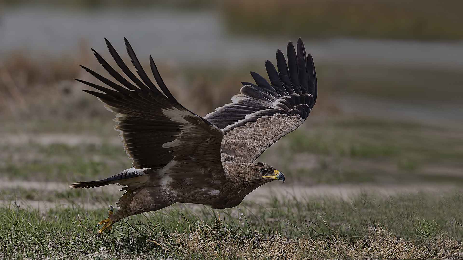 Steppe Eagle